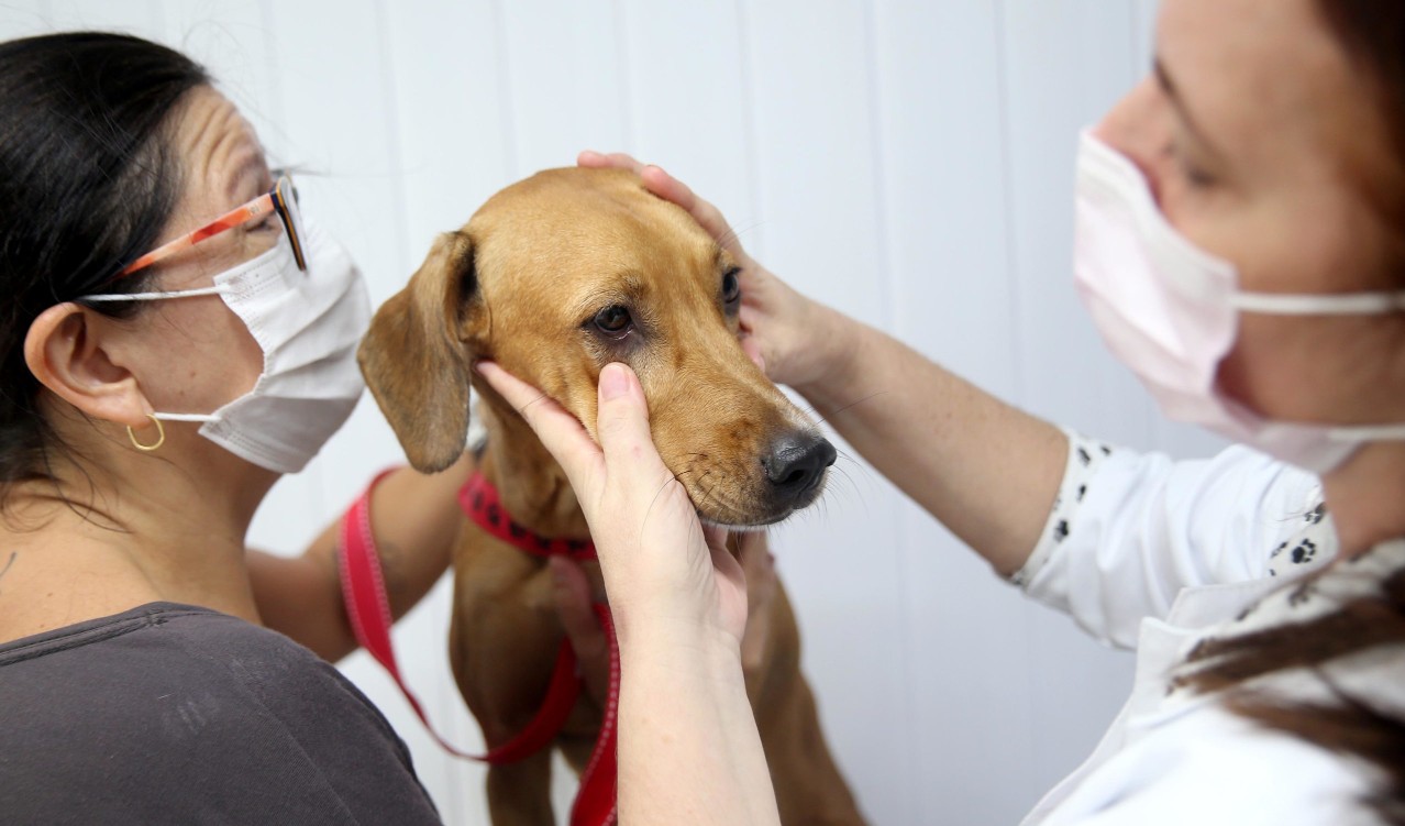 veterinária examina um cachorro